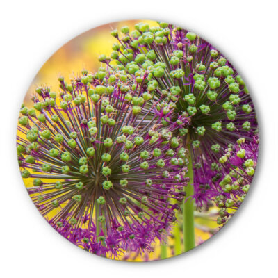 Akustikkreis Allium 1